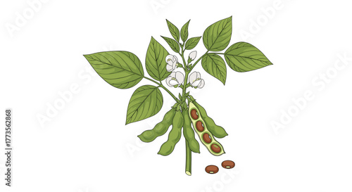 Vibrant botanical illustration of a soybean plant, featuring its distinctive green leaves, delicate white flowers, developing green pods, and harvest-ready brown soybeans.