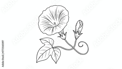 A black and white line drawing of a morning glory flower and vine. The main flower is large and circular, with radiating lines showing its petal pattern.  (3)_traced