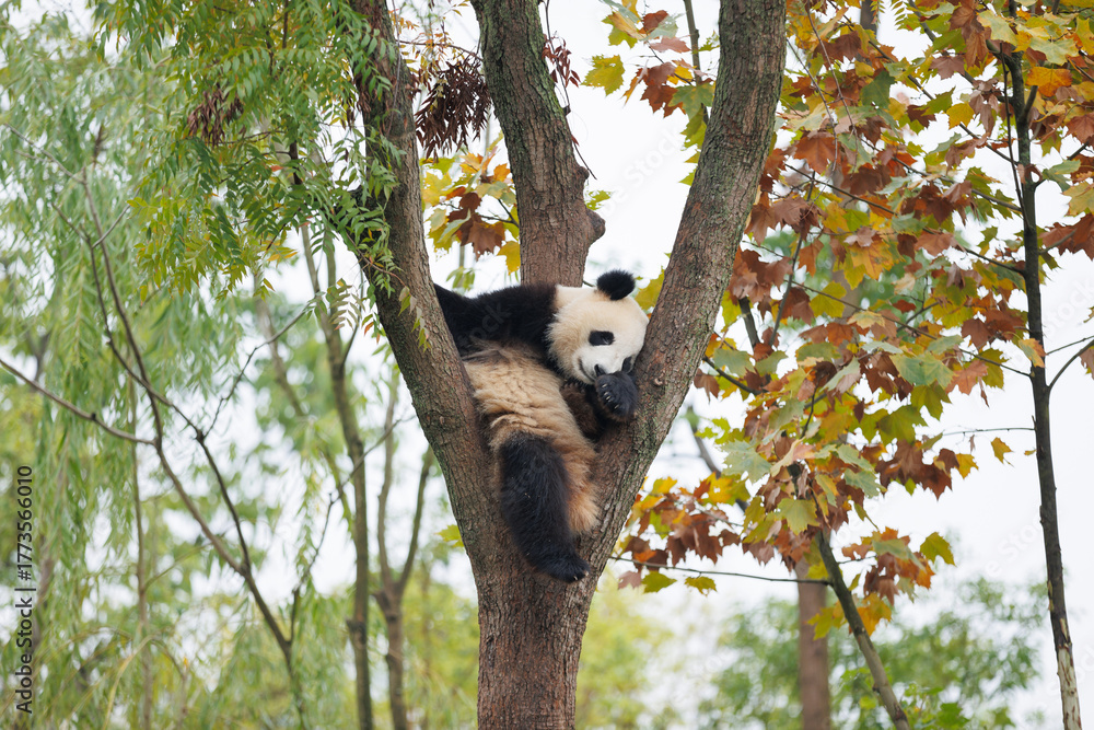 Fototapeta premium One giant panda baby sleeping on the tree