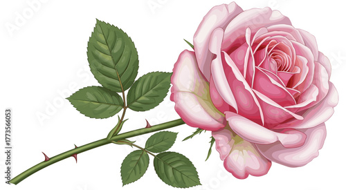 Realistic pink rose illustration, detailed botanical vector with layered petals, green stem, thorns, and leaves on white background