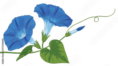 A digital illustration of two vibrant blue morning glory flowers against a pure white background.  
