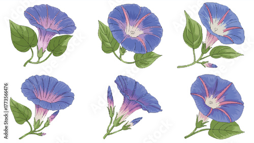 A set of six detailed illustrations of morning glory flowers arranged in two rows of three 
