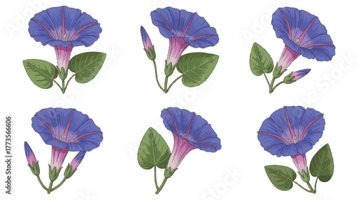 A set of six detailed illustrations of morning glory flowers arranged in two rows of three 

