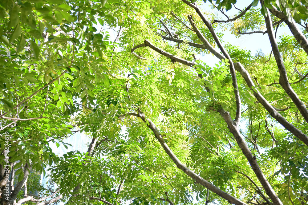 Fototapeta premium 爽やかな街路樹