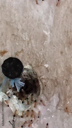 Ants Swarming Around a Nail in a Textured Wall
Close-up video of ants gathering around a nail embedded in a wall. Their movement highlights natural coordination and insect behavior.