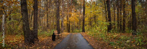 A colorful city park with an asphalt path and a bench among dense, multicolored thickets in damp weather. Widescreen panoramic photo of the landscape in 15x5 format. Vibrant colors of October