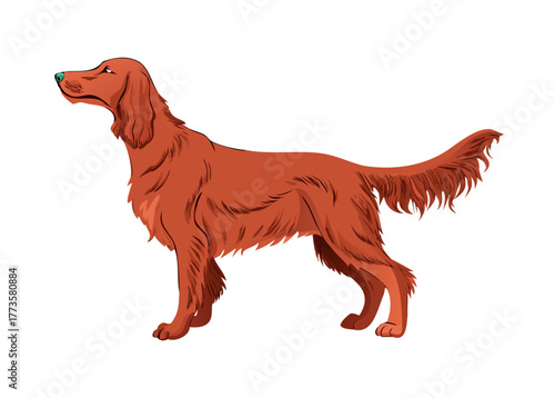 Irish setter clipart. Different poses, coat colors set. vector icon

