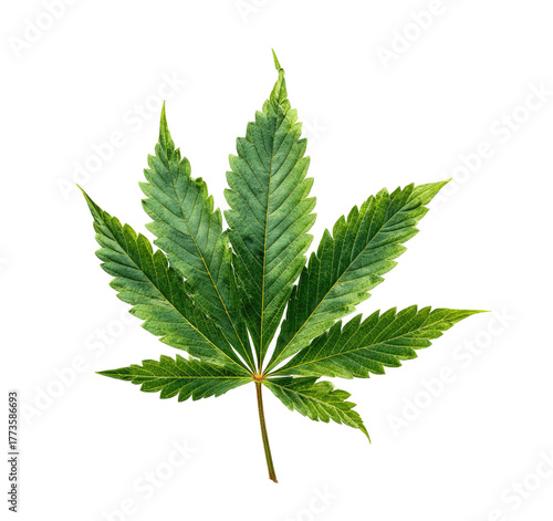 Green cannabis leaf with serrated edges against black