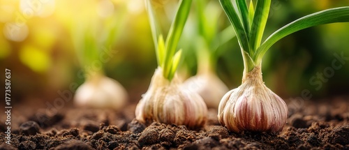 Young garlic bulbs growing in rich soil in a garden on a sunny day