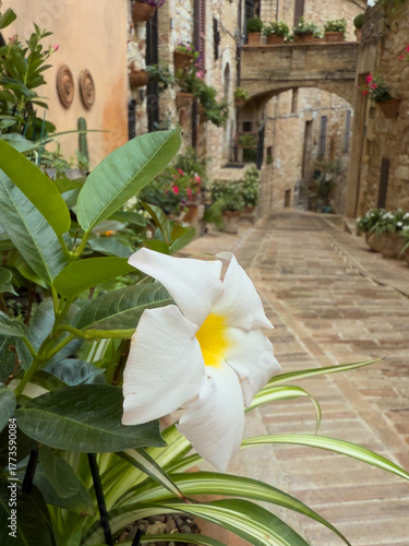 beautiful view of an alley in Spello, a famous medieval village in Umbria renowned for its flower-lined streets