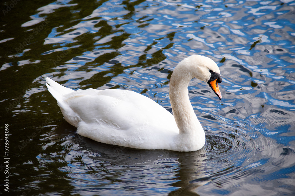 Obraz premium A Mute Swan swimming on the lake at Wollaton Country and Deer Park in Nottingham, UK.