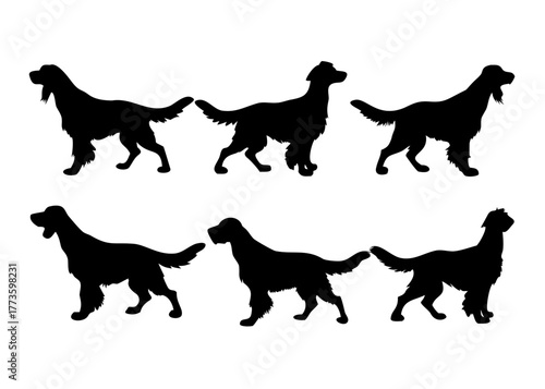 Six silhouettes of irish setter dogs in various poses .vector icon
