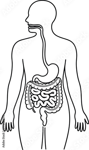 Human digestive system line drawing, anatomy diagram, gastrointestinal organs sketch, internal body structure outline, educational biology vector illustration