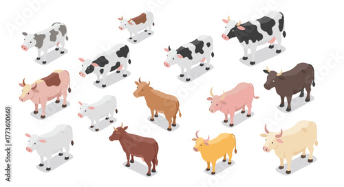 Isometric farm cows: diverse breeds in various colors and patterns