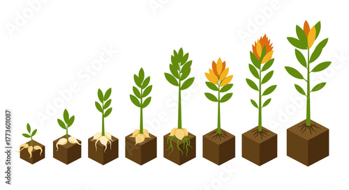 Plant growth stages illustrated through flat style