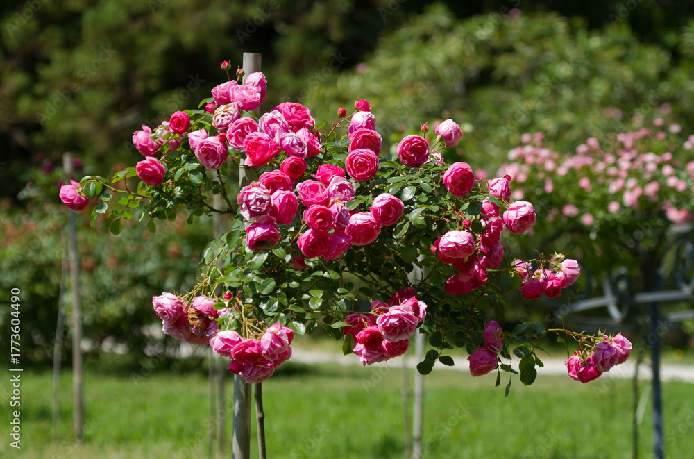 Obraz premium Blooming roses in the Sochi park.