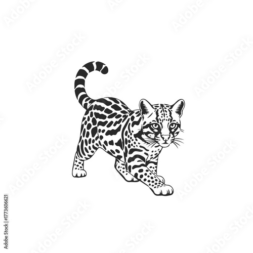 Ocelot Wild Cat Vector Illustration.