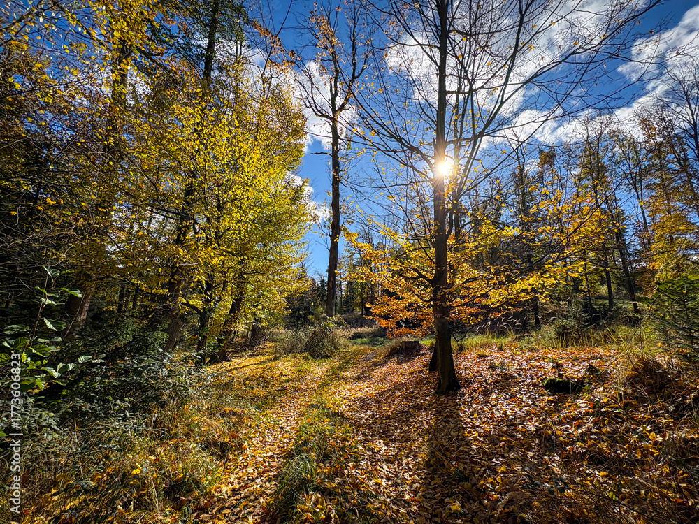 Fototapeta premium Amazing colorful sunny day in autumnal forest