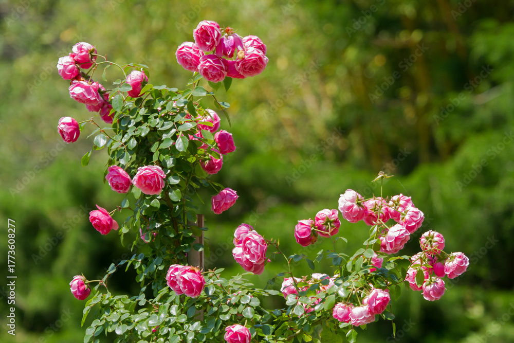 Obraz premium Blooming roses in the Sochi park.