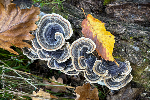 Turkey tail mushroom on old wood in autumnal forest