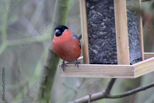 Dompfaff an einem Futterhäuschen
