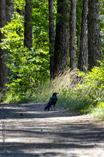 A black crow stands on a dirt road in a forest
