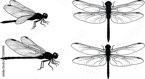 Dragonfly silhouette, detailed dragonfly illustration, insect anatomy drawing, dragonfly wings, entomology art, black insect outline, nature insect design, dragonfly vector