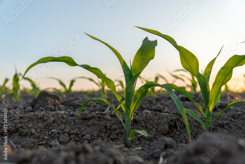 Tableau sur toile Fresh corn seedlings emerge from dark soil, basking in the morning sun, signalin