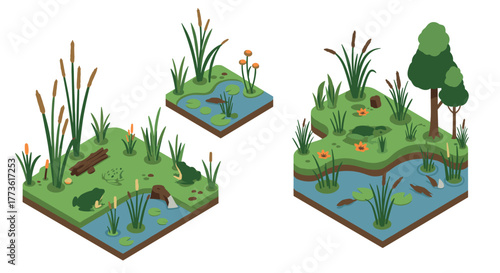 Isometric wetland ecosystem with frogs, plants, and pond elements in nature