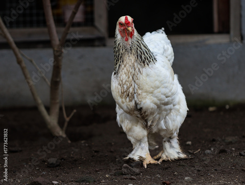 White Hen Standing on Farm Ground Near Chicken Coop