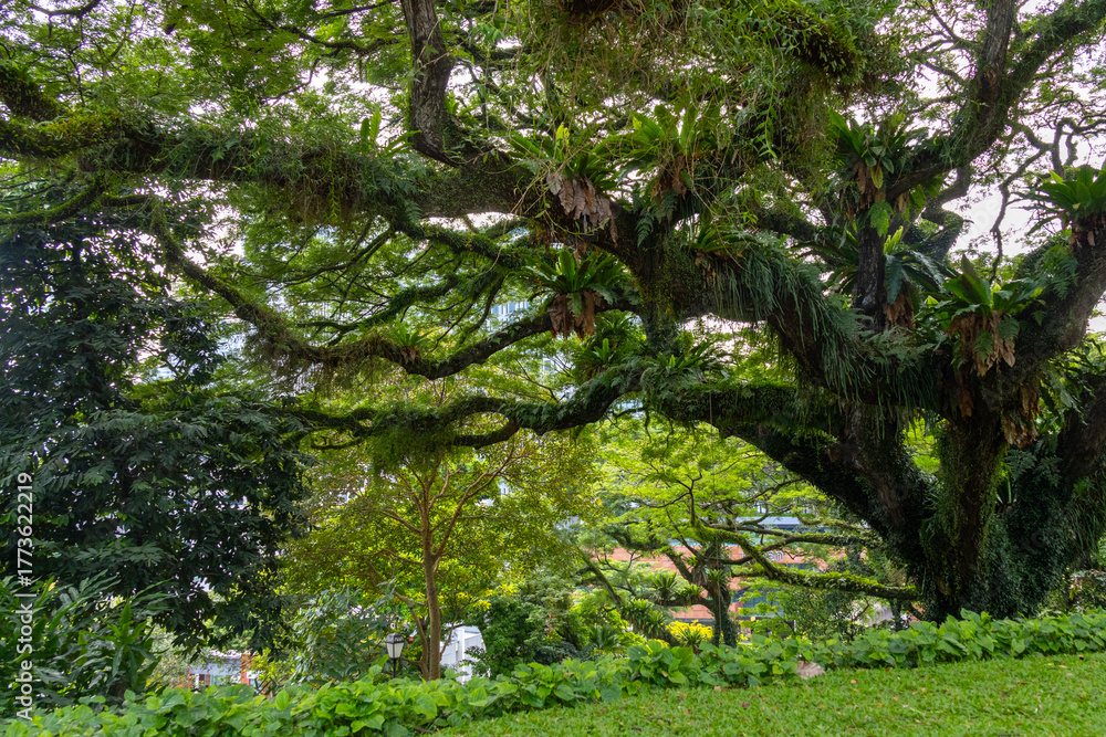 Fototapeta premium Giant heritage tree inside the Fort Canning Park, Singapore