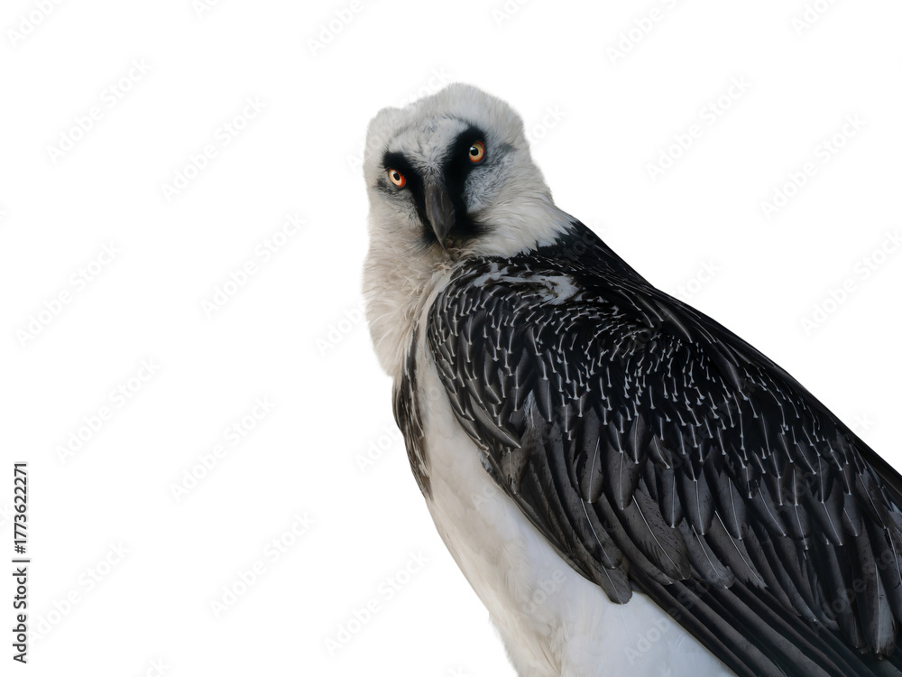 Obraz premium bearded vulture isolated on white background