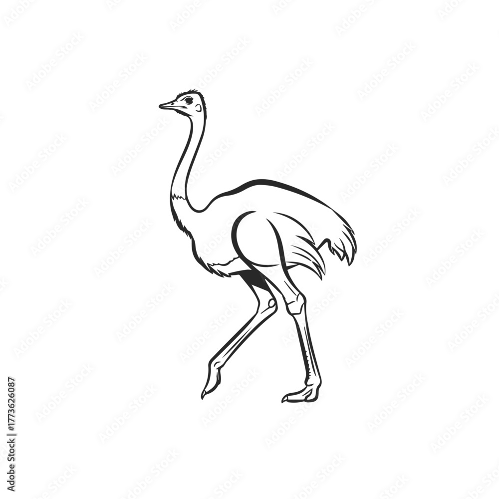 Naklejka premium Elegant Ostrich Line Art Illustration.