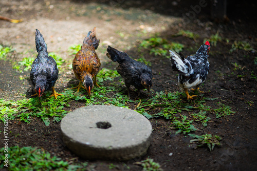 Four Young Chickens Pecking Near a Round Stone on the Ground