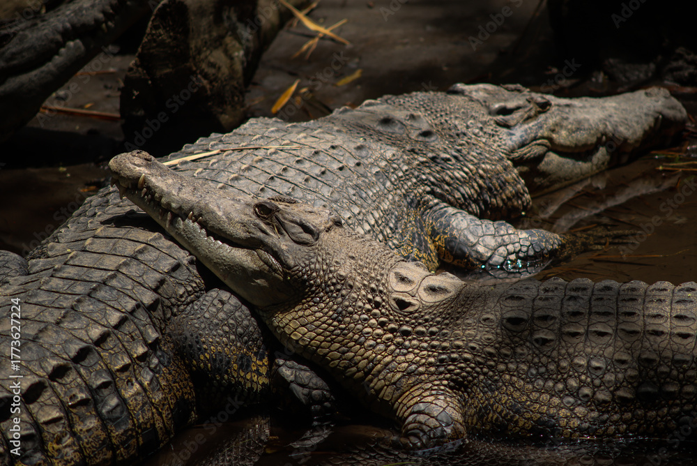 Obraz premium Saltwater Crocodiles Resting Together in Muddy Water Under Natural Sunlight