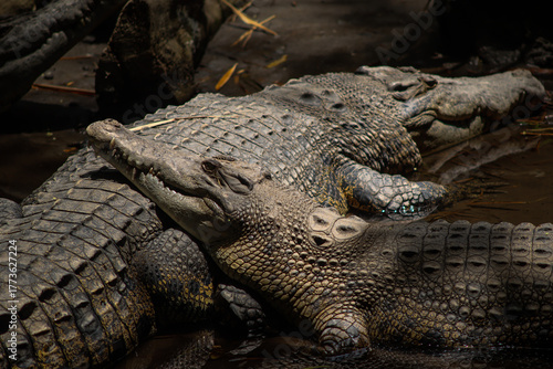 Saltwater Crocodiles Resting Together in Muddy Water Under Natural Sunlight