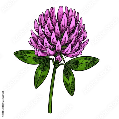 Detailed illustration of a pink and green clover flower with leaves
