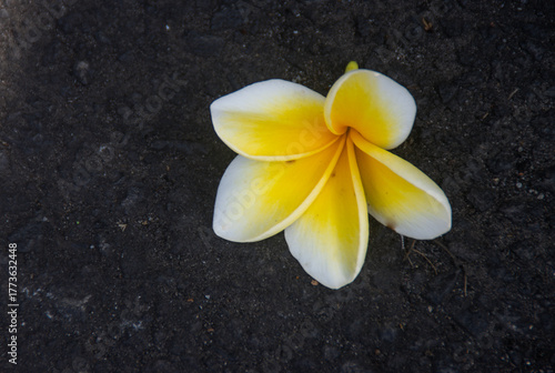 Frangipani or Plumeria rubra or Bunga Kamboja with White and Yellow Petals on Dark Ground