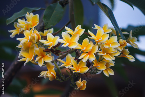 Frangipani or Plumeria rubra or Bunga Kamboja with Clusters of Yellow and White Flowers Blooming on Tree Branches