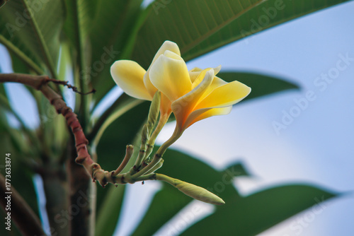 Beautiful Yellow Plumeria or Bunga Kamboja Flower Blooming with Buds and Green Leaves Against Blue Sky