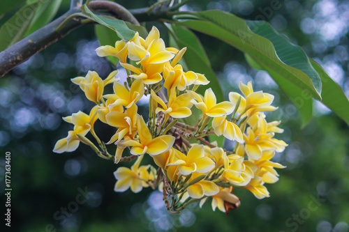 Yellow Plumeria or Bunga Kamboja Flowers Blooming in Cluster on Tree with Green Leaves and Natural Garden Background