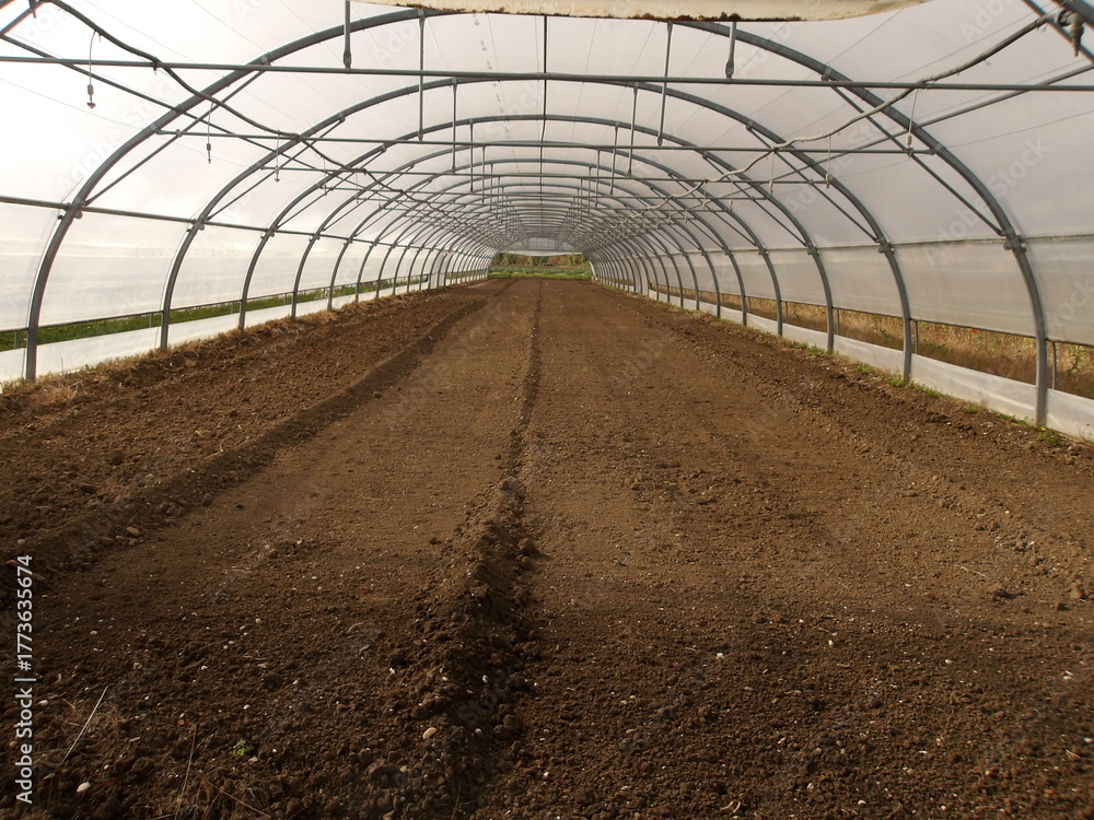 Fototapeta premium greenhouse with seedlings