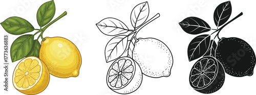 Three lemons with leaves in different styles on a white background