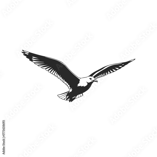 Silhouette of a Seagull in Flight.