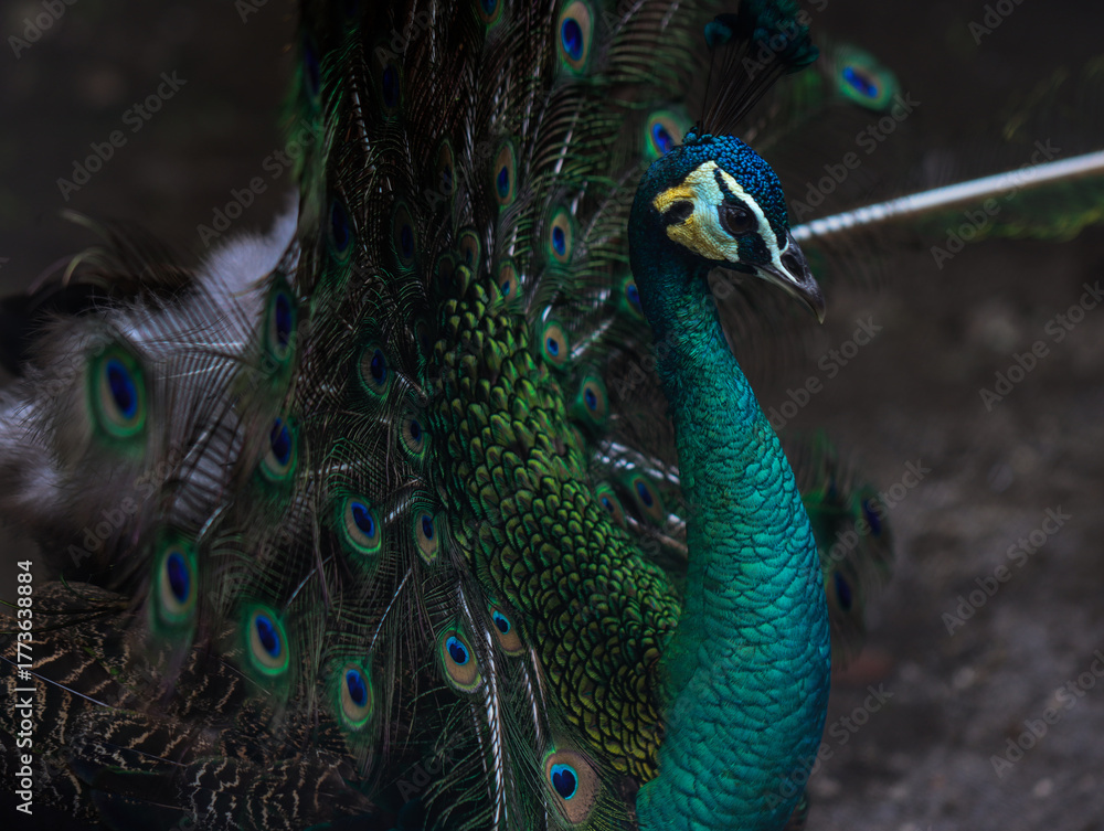 Fototapeta premium Elegant Peacock with Iridescent Green and Blue Feathers Displaying Its Tail