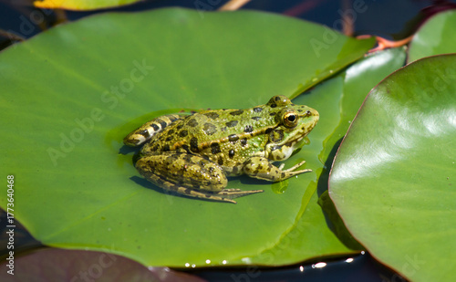 Green frog on lotus leave in the pond. Southern Cultures Park in Adler (Sochi).