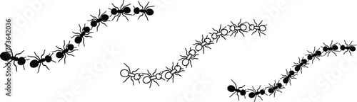 A line of ants with one red ant and two lines of black and white ants
