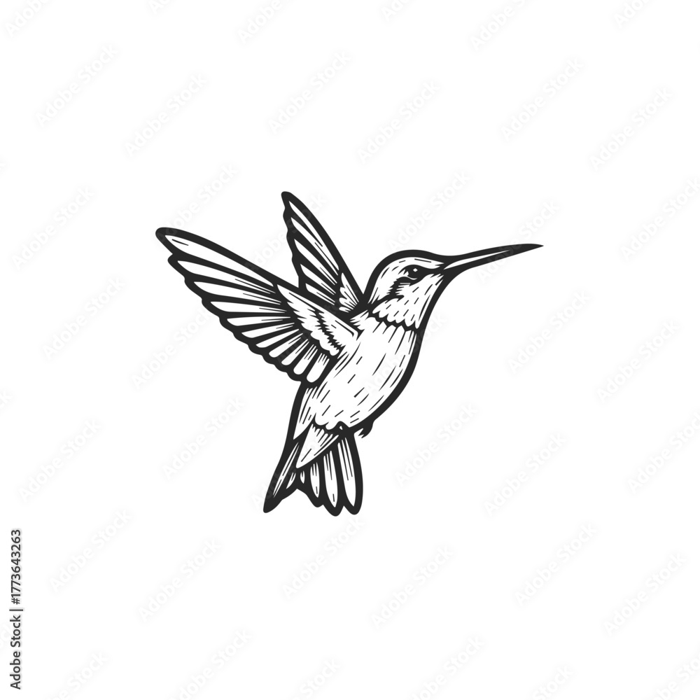 Obraz premium Hummingbird in Flight Line Art Illustration.