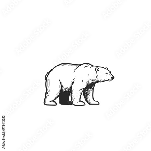 HandDrawn Polar Bear Wildlife Illustration.