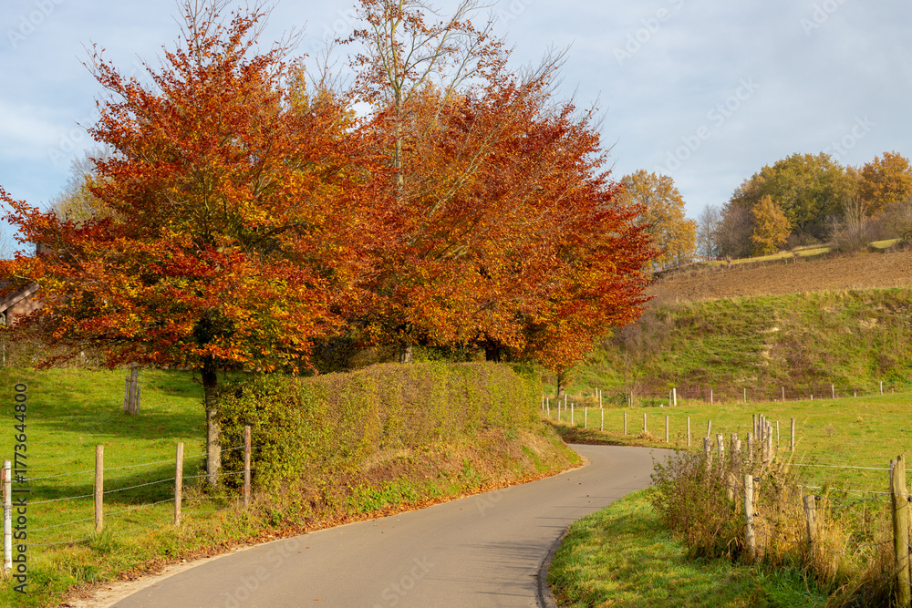 Naklejka premium Autumn landscape, Terrain hilly countryside in Zuid-Limburg, Nature path on the hillside with standing trees, Gulpen-Wittem and region villages in southern, The Dutch province of Limburg, Netherlands.